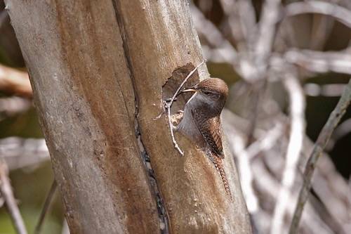 House wren nest building by Alan Vernon. is licensed under CC BY-NC-SA 2.0.